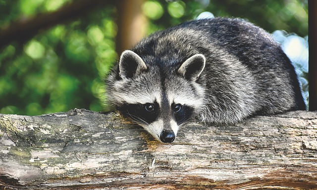 New Raccoon Stealer uses Google Cloud Services to evade detection